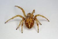 Agalenatea redii