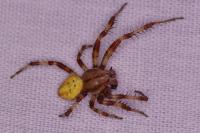 Araneus quadratus
