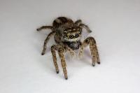 Philaeus chrysops