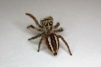 Philaeus chrysops