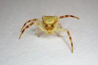 Thomisus onustus
