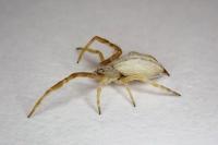 Uloborus walckenaerius