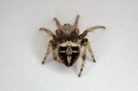 Agalenatea redii