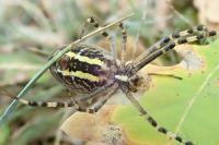 Argiope bruennichi