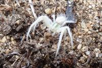 Heriaeus