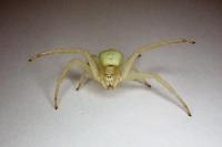 Misumena vatia