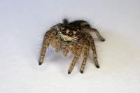 Philaeus chrysops