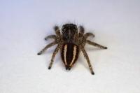 Philaeus chrysops