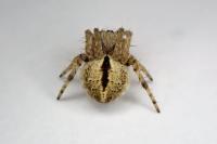 Agalenatea redii