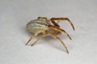 Uloborus walckenaerius