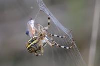 Argiope bruennichi
