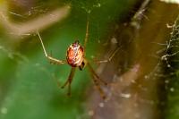 Linyphia triangularis