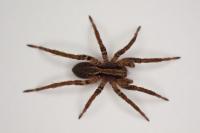 Alopecosa pulverulenta