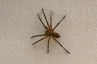 Zoropsis spinimana