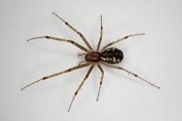 Linyphia triangularis