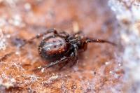 Steatoda bipunctata