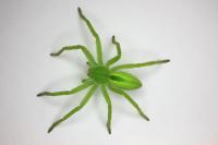 Micrommata virescens