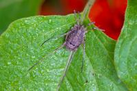 Odiellus spinosus