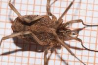 Odiellus spinosus