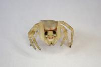 Thomisus onustus