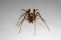 Metellina segmentata