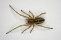 Cheiracanthium