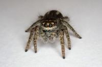 Philaeus chrysops
