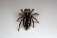 Philaeus chrysops