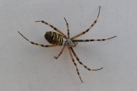 Argiope bruennichi