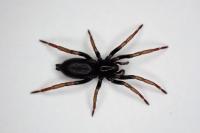 Trachyzelotes pedestris