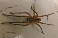 Zoropsis spinimana