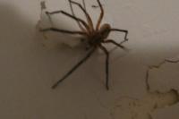 Zoropsis spinimana