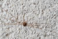 Dicranopalpus ramosus