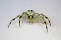 Misumena vatia