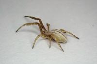 Uloborus walckenaerius