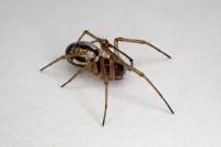 Microlinyphia pusilla