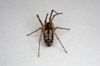 Microlinyphia pusilla