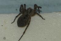 Zoropsis spinimana