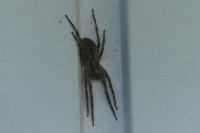 Zoropsis spinimana