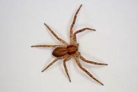 Philodromus dispar