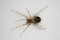 Drapetisca socialis