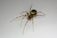 Drapetisca socialis