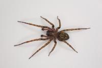 Amaurobius