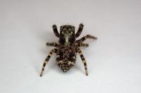 Pseudeuophrys