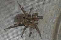Zoropsis spinimana