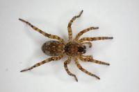 Arctosa cinerea
