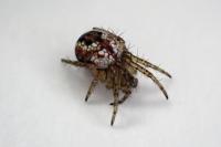 Mangora acalypha