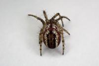 Mangora acalypha