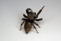 Evarcha arcuata