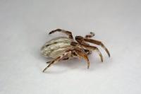 Uloborus walckenaerius